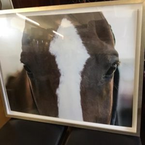 Framed Horse Print