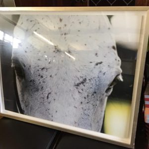 Framed Horse Print