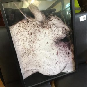 Framed Horse Print
