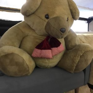 Large Teddy Bear looking for home – . / Large / . / .